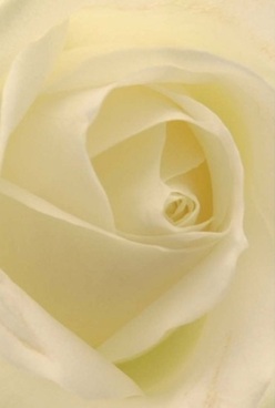 This close-up of a creamy white rose captures the soul of floral elegance in the heart of Ealing. The petals spiral inward, each one velvety and nearly translucent, bathed in softly diffused light that flatters their subtle blend of cream and the faintest lemon tones. The composition radiates quiet sophistication, evoking the anticipatory hush of a special celebration or a personal milestone remembered with tenderness. One can imagine the gentle scent-delicate and comforting-wafting from the blossom, subtly filling a room near Ealing Broadway or along Pitshanger Lane. Every petal, perfectly shaped and carefully layered, reflects the natural artistry and dedication that defines Ealing Flowers' craft. This bloom seems suspended in a moment between fragility and resilience: its flawless form offers silent solace, making it an ideal choice for sympathy gestures, wedding bouquets, or anniversary tributes cherished in West London homes. The lighting accentuates the bloom's tranquil beauty without a trace of harshness, while delicate shadows bring depth and softness, enhancing the sense of timelessness that this rose exudes. It is a token of grace and thoughtful artistry, a symbol that speaks gently and profoundly-suitable for any occasion where words may fall short but heartfelt meaning is essential. Through this rose, the warmth and care of Ealing's local florists are made tangible and enduring.